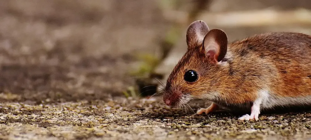 small mouse walking along soil